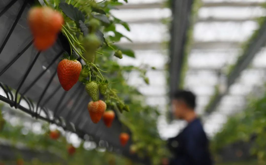 合肥，乘風破浪！再攀高峰！初級農產品產業發展新篇章