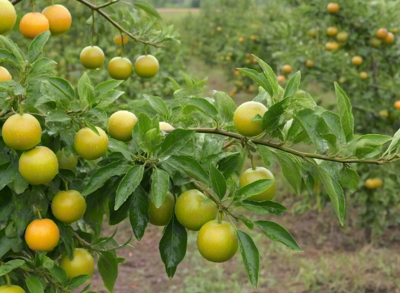 察哈爾右翼后旗初級農產品發展現狀與前景