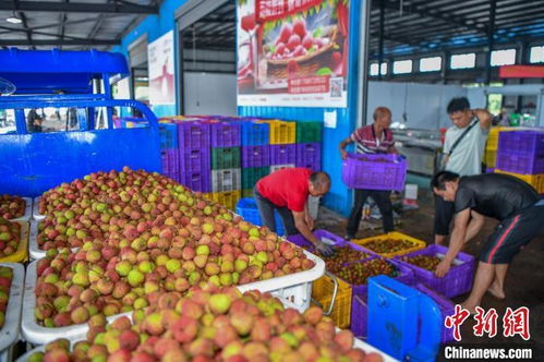 荔枝漲價，產量或腰斬，皆因天氣作祟