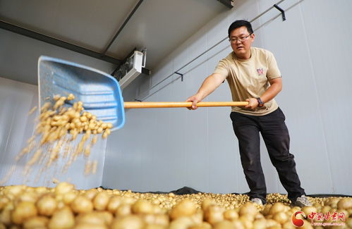 祁連山下是我家 科技澆灌，民樂馬鈴薯綻放致富花