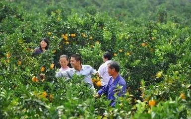 橙香滿山，富澤一方——贛南臍橙如何托起一個村莊的致富夢