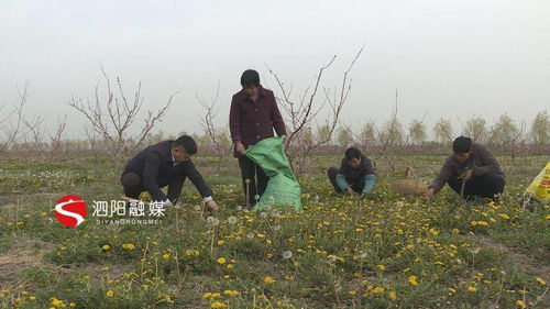 小小蒲公英，致富有“錢”景——泗陽(yáng)初級(jí)農(nóng)產(chǎn)品發(fā)展新亮點(diǎn)