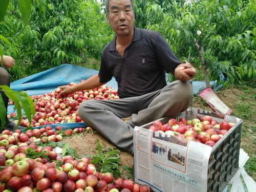 蒜價(jià)跌入谷底，油桃滯銷田間 初級(jí)農(nóng)產(chǎn)品周期性陣痛與菜農(nóng)的出路探索